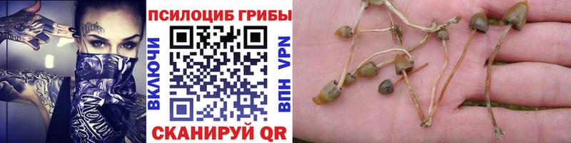 Купить где  Соль-Илецк  Галлюциногенные грибы GOLDEN TEACHER 